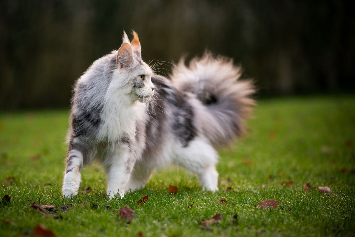 人工芝の上で遊ぶ猫のイメージ写真