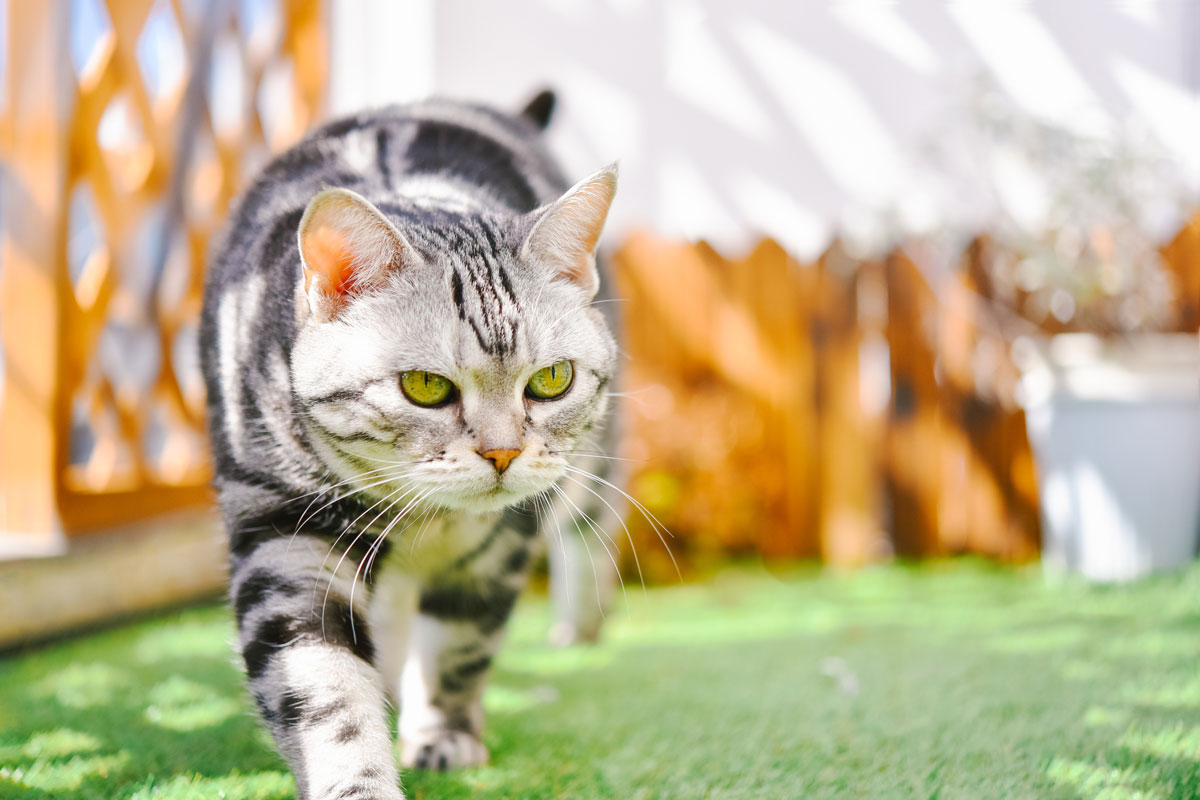 マンションのベランダに敷いた人工芝の上にいる猫のイメージ写真