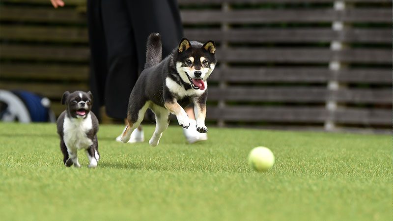 人工芝の上に犬が遊ぶイメージ写真