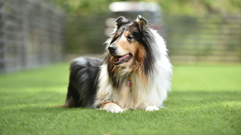 人工芝の上で休む犬の写真